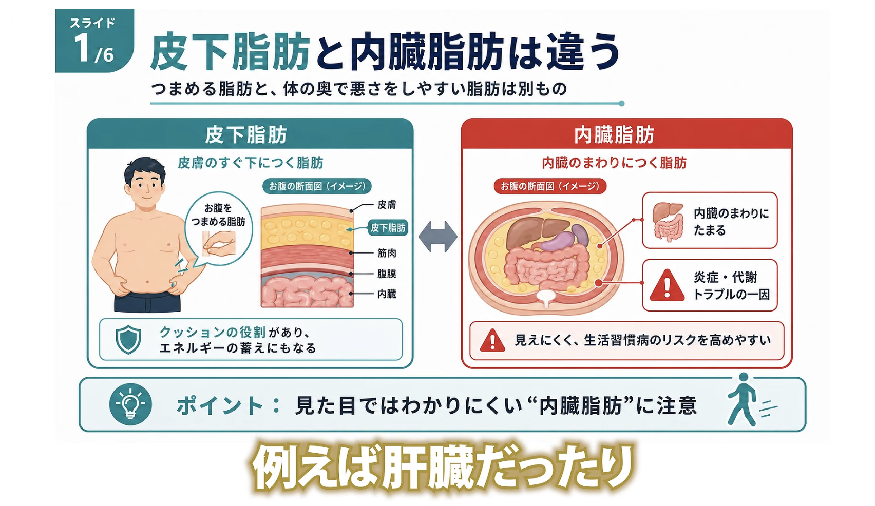 1:13頃／内臓脂肪と皮下脂肪の違いを説明するシーン