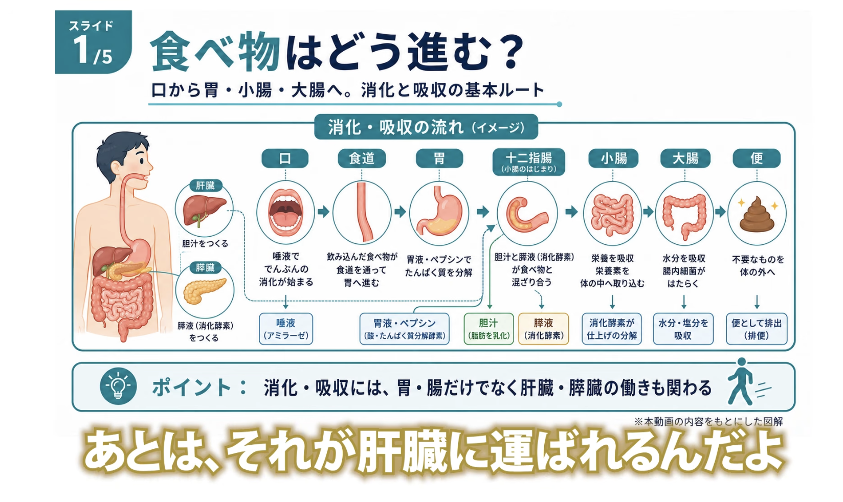 1:41頃／腸内環境の働きについて説明する場面