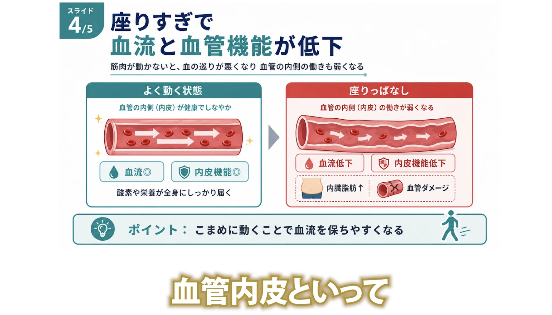 11:33頃／筋肉と血流の関係を説明するシーン